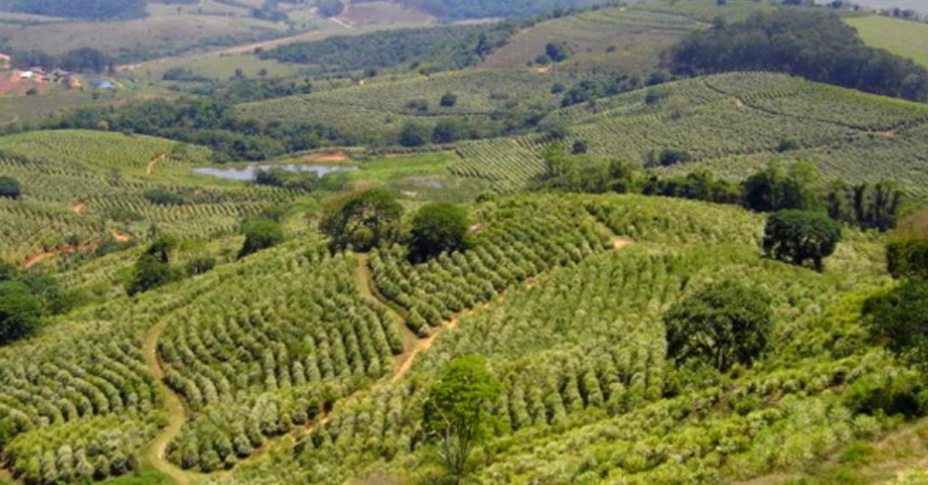 Café especial do Brasil história, produção e destaques