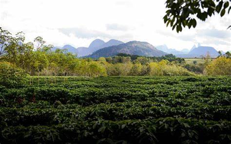 Café especial: produtores de conilon e robusta podem se associar à BSCA